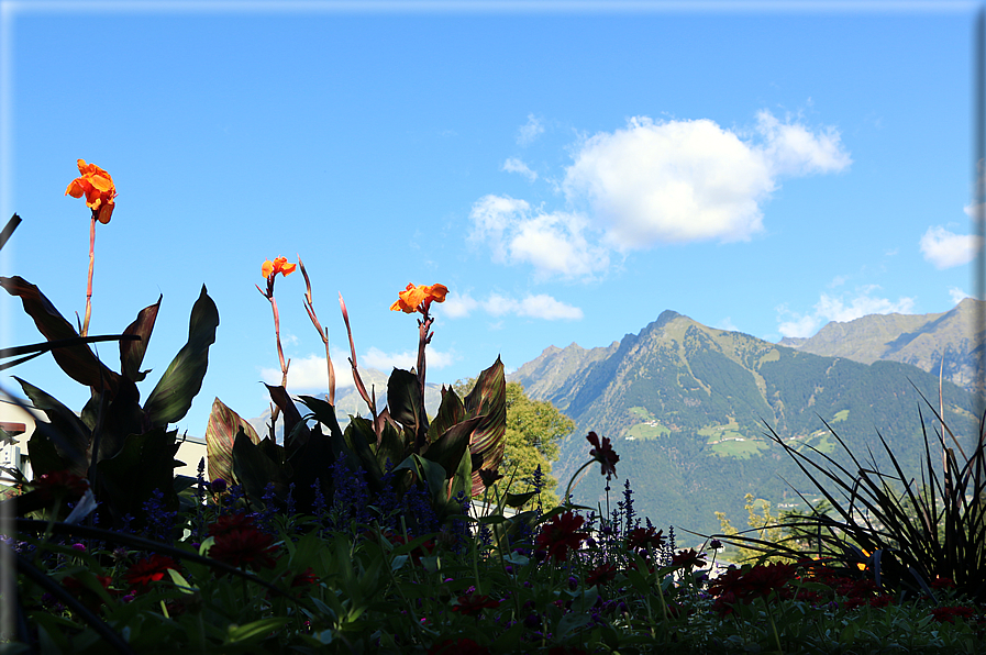 foto Giardini Trauttmansdorff - Boschi del Mondo